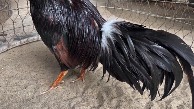 Gà chọi Nâu đen 2.8kg. Mua bán Gà tại Huyện Cái Bè Tiền Giang được đăng bởi 1994   ý mỹ Thuận hình 1