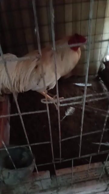 3kg. thanh lý.. Mua bán Gà tại Thành phố Sóc Trăng Sóc Trăng được đăng bởi tân hình 1