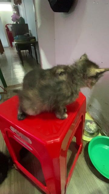 MÈO ANH LÔNG DÀI. Mua bán Mèo tại Thành phố Buôn Ma Thuột Đắk Lắk được đăng bởi MÈO NHÀ SỮA hình 1