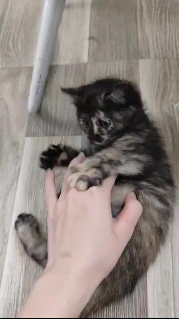 Mèo ALN lai ALD 2.5 tháng. Mua bán Mèo tại Quận Nam Từ Liêm Hà Nội được đăng bởi Xinh Yen hình 1