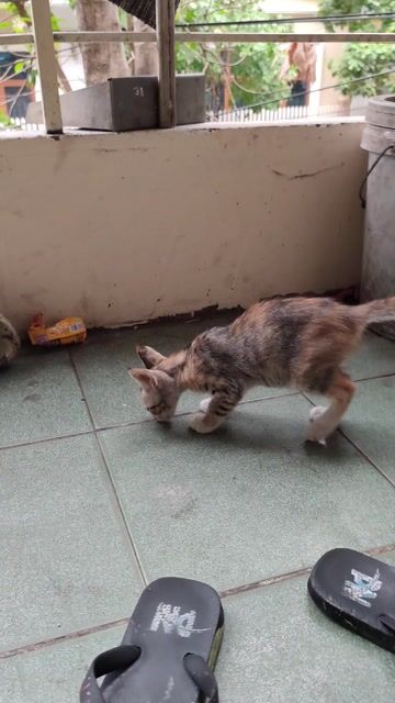 Mèo Tam thể 3 tháng tuổi Thân thiện. Mua bán Mèo tại Thành phố Thuận An Bình Dương được đăng bởi Lương Văn Tùng hình 1