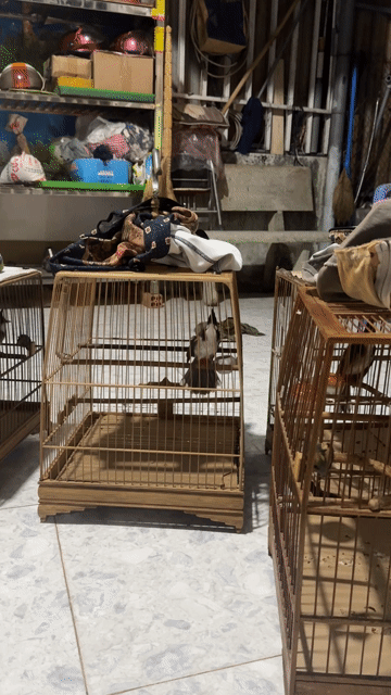 Chim chào mào đen trắng. Mua bán Chim tại Thành phố Thủ Dầu Một Bình Dương được đăng bởi THANH BiNH hình 1
