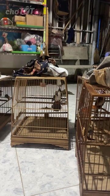 Chim chào mào đen trắng. Mua bán Chim tại Thành phố Thủ Dầu Một Bình Dương được đăng bởi THANH BiNH hình 1
