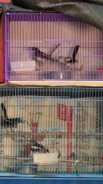 Thức ăn cho chim. Mua bán Phụ kiện, Thức ăn, Dịch vụ tại Quận Hà Đông Hà Nội được đăng bởi Ngô Doãn Hiếu hình 1