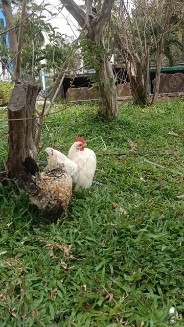 Gà Serama 2 trống 1 nhạn,1 cú. Mua bán Gà tại Quận Tân Bình Tp Hồ Chí Minh được đăng bởi Diệu Bích hình 1