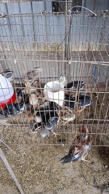 Gà con 3 tuần tuổi 40 con. Mua bán Gà tại Huyện Thống Nhất Đồng Nai được đăng bởi Tuấn Trương hình 1