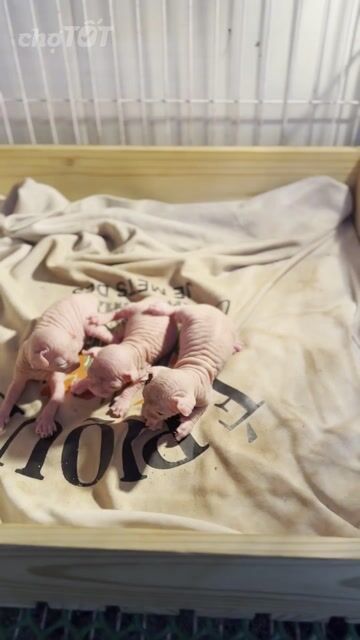 Mèo Sphynx baby nhận gạch giá tốt ạ. Mua bán Mèo tại Quận 4 Tp Hồ Chí Minh được đăng bởi Trần Thanh Tùng hình 1