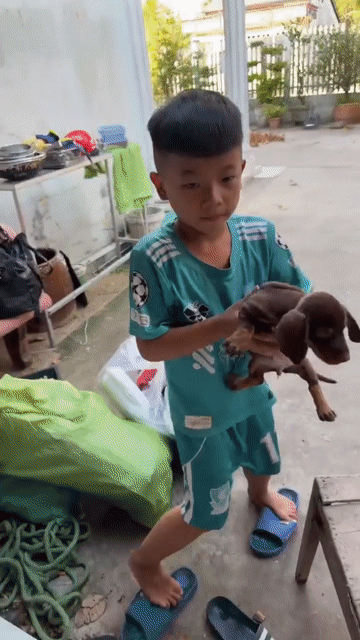 Chó Lạp xưởng Socola. Mua bán Chó tại Quận Bình Thuỷ Cần Thơ được đăng bởi MT Thúy Hằng hình 1