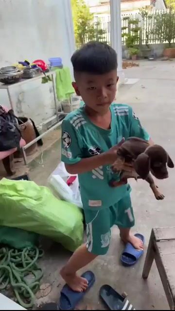 Chó Lạp xưởng Socola. Mua bán Chó tại Quận Bình Thuỷ Cần Thơ được đăng bởi MT Thúy Hằng hình 1