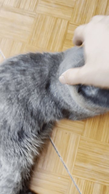 Mèo Anh. Mua bán Mèo tại Huyện Mê Linh Hà Nội được đăng bởi Thảo hình 1