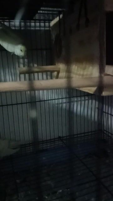 yên phụng ha lan. Mua bán Chim tại Thành phố Thủ Đức Tp Hồ Chí Minh được đăng bởi trần bảo Quốc  hình 1