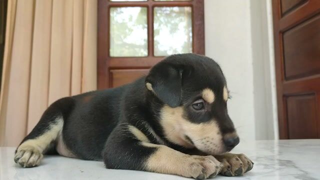 Chó Bec, chó Rot tại Đà Nẵng. Mua bán Chó tại Quận Hải Châu Đà Nẵng được đăng bởi An Bảo hình 1