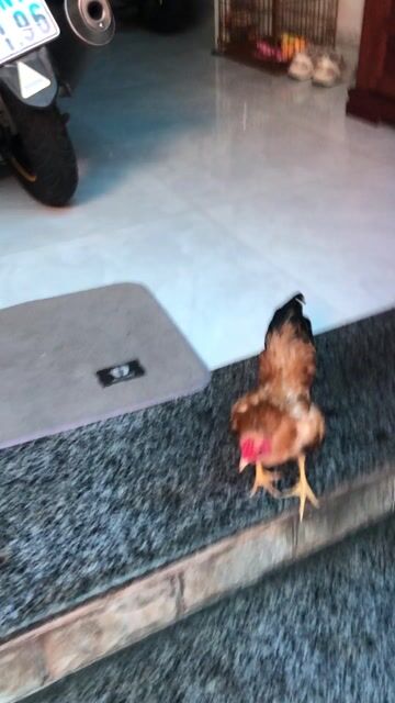 Gà trống màu Nâu vàng. Mua bán Gà tại Huyện Nhà Bè Tp Hồ Chí Minh được đăng bởi LÊ VĂN GIÀU hình 1