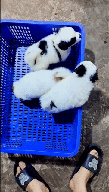fox sóc mini . Mua bán Chó tại Quận Hoàng Mai Hà Nội được đăng bởi ben hình 1