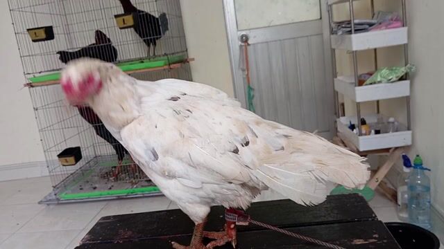 mái thái việt hầu bó trạng 2kg8. Mua bán Gà tại Quận 8 Tp Hồ Chí Minh được đăng bởi phương  cán đẹp hình 1