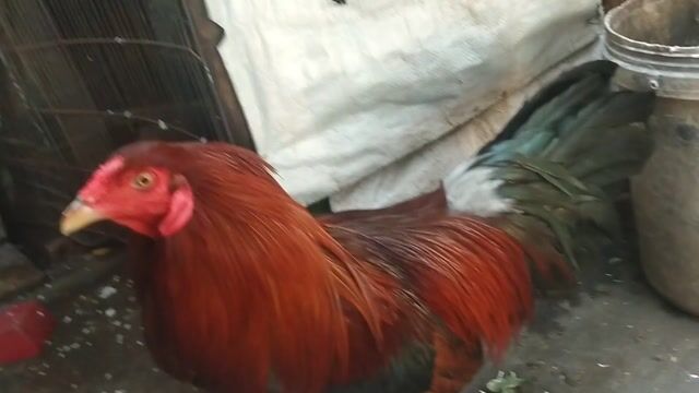 Nòi lai cựa chùm cãng mái 3kg1 yếu