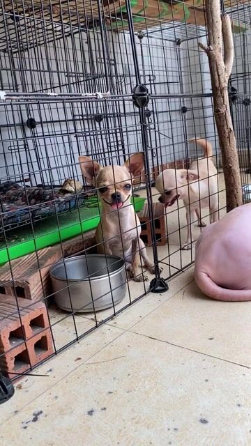 Chó chihuahua gái