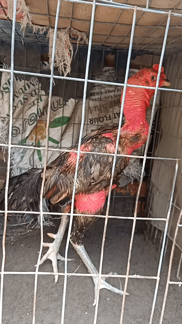 Gà chọi , gà đá. Mua bán Gà tại Thành phố Thuận An Bình Dương được đăng bởi Gà Chọi hình 1