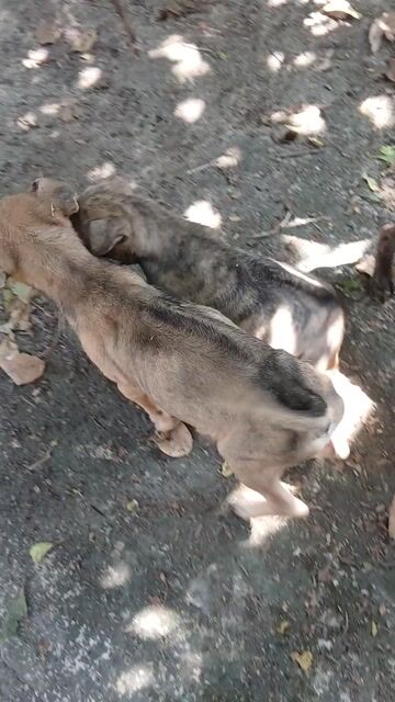 Chó Phú Quốc lai. Mua bán Chó tại Huyện Thống Nhất Đồng Nai được đăng bởi Trương Thanh Tú hình 1