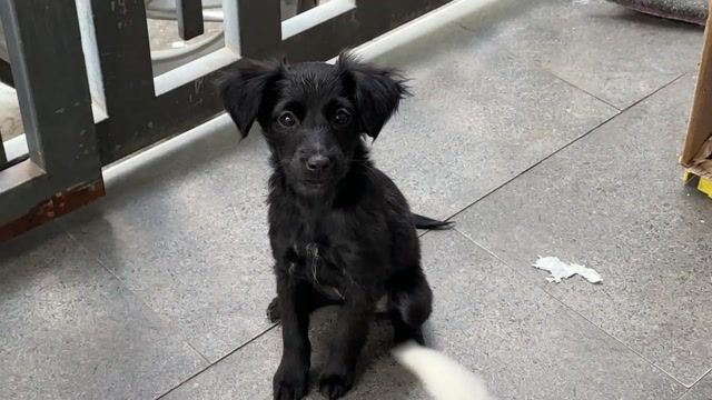 Cần tìm chủ mới cho bé cún 3 tháng tuổi. Mua bán Chó tại Thành phố Thủ Đức Tp Hồ Chí Minh được đăng bởi Đạt hình 1