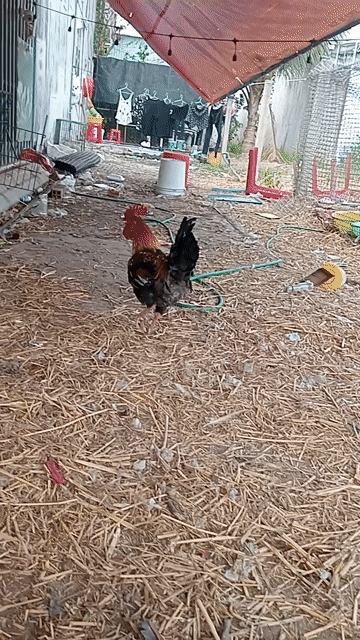 Trống mái bến tre. Mua bán Gà tại Huyện Bình Chánh Tp Hồ Chí Minh được đăng bởi Bin Bin hình 1