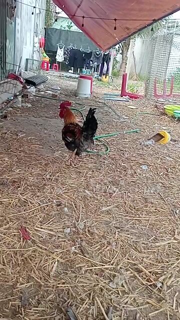 Trống mái bến tre. Mua bán Gà tại Huyện Bình Chánh Tp Hồ Chí Minh được đăng bởi Bin Bin hình 1