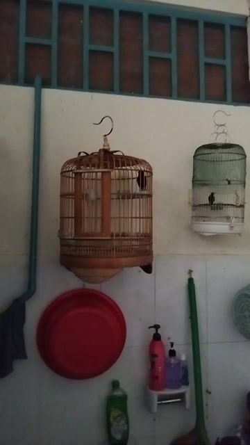 Chim chòe đất 2 năm tuổi đã thuần lồng. Mua bán Chim tại Quận Tân Bình Tp Hồ Chí Minh được đăng bởi May chieu Adc hình 1