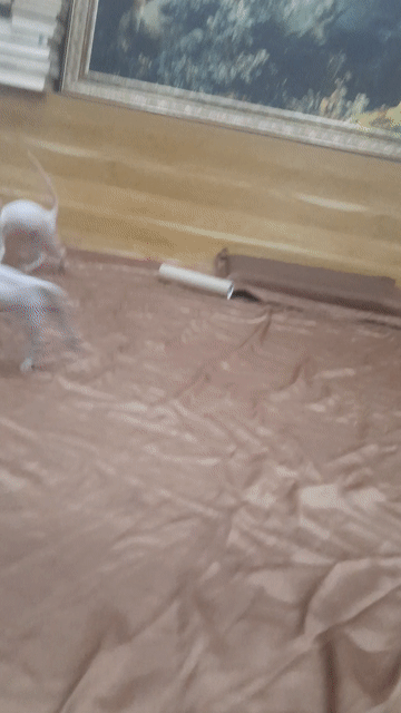 Mèo Sphynx hồng nhạt không lông. Mua bán Mèo tại Quận 12 Tp Hồ Chí Minh được đăng bởi Võ Thanh Phương hình 1