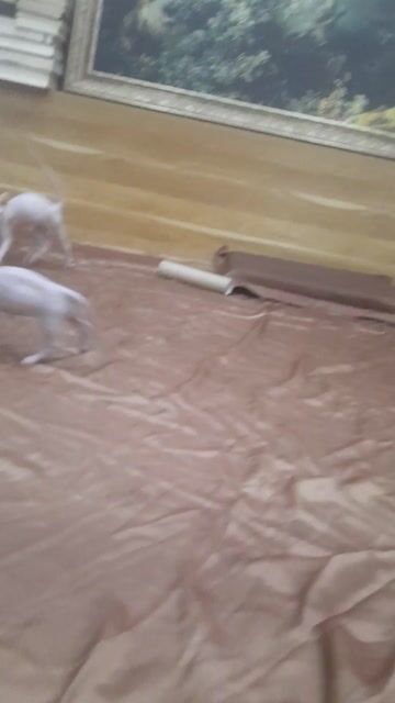 Mèo Sphynx hồng nhạt không lông. Mua bán Mèo tại Quận 12 Tp Hồ Chí Minh được đăng bởi Võ Thanh Phương hình 1