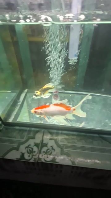 Cá chép Panda Đa màu. Mua bán Thú cưng khác tại Huyện Bến Lức Long An được đăng bởi Huỳnh Thắng hình 1