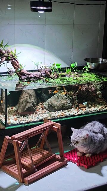 Hồ thủy sinh 1m x 45cm x 25cm. Mua bán Phụ kiện, Thức ăn, Dịch vụ tại Quận Gò Vấp Tp Hồ Chí Minh được đăng bởi Trần Văn hình 1