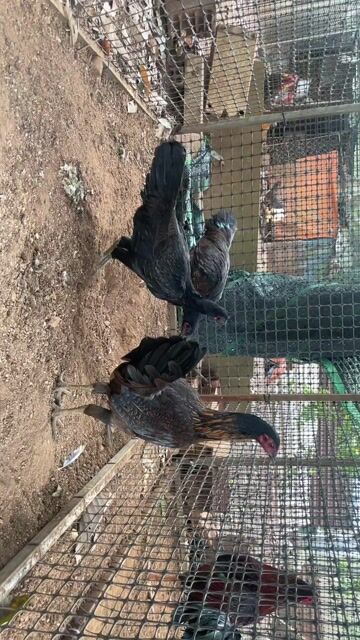 Gà Jap Mỹ mái. Mua bán Gà tại Huyện Cẩm Mỹ Đồng Nai được đăng bởi Phong hình 1