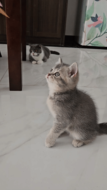 Mèo nhà đẻ ALN thuần chủng. Mua bán Mèo tại Huyện Văn Giang Hưng Yên được đăng bởi Thái Đức Huy hình 1