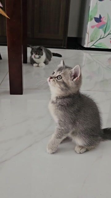 Mèo nhà đẻ ALN thuần chủng. Mua bán Mèo tại Huyện Văn Giang Hưng Yên được đăng bởi Thái Đức Huy hình 1