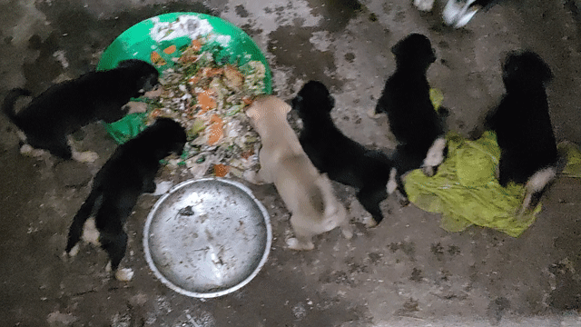 Chó con Đen, vàng nhạt 2 tháng 7 con. Mua bán Chó tại Huyện Mỏ Cày Nam Bến Tre được đăng bởi Võ Thị Yến Nhi hình 1