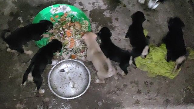 Chó con Đen, vàng nhạt 2 tháng 7 con. Mua bán Chó tại Huyện Mỏ Cày Nam Bến Tre được đăng bởi Võ Thị Yến Nhi hình 1