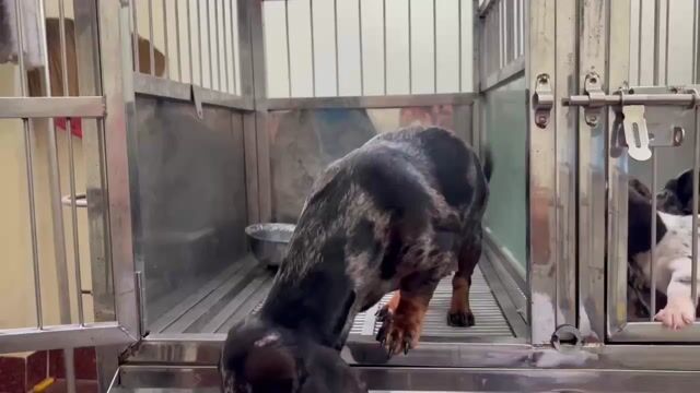 Chó Lạp xưởng cún tơ màu loang đen. Mua bán Chó tại Quận Gò Vấp Tp Hồ Chí Minh được đăng bởi Biên Nguyên hình 1