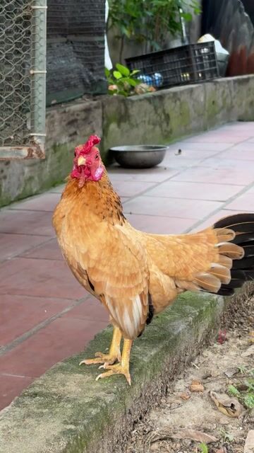 Gà Tre Bắc Trống Vàng. Mua bán Gà tại Huyện Quế Võ Bắc Ninh được đăng bởi phuo ng hình 1