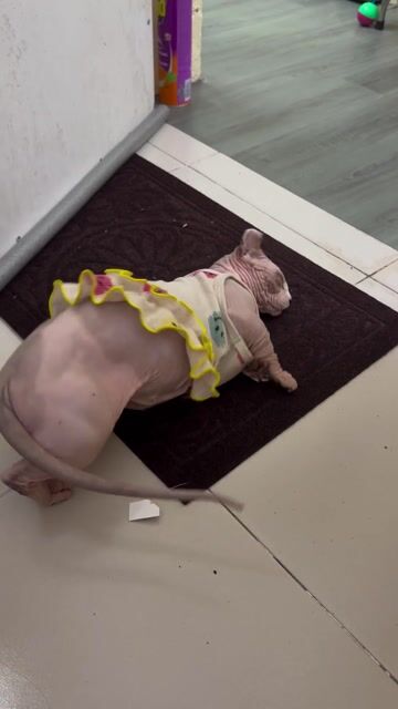 Mèo Sphynx trưởng thành chân lùn. Mua bán Mèo tại Quận Tân Phú Tp Hồ Chí Minh được đăng bởi Nganle hình 1