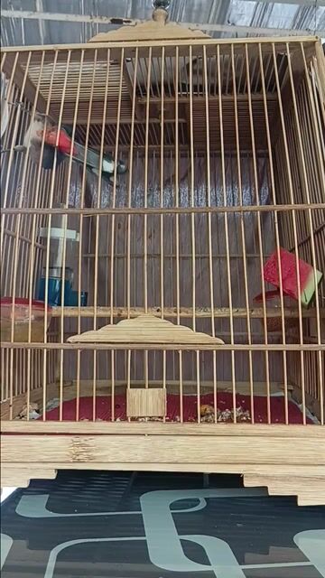 Chim chào mào trống . Mua bán Chim tại Quận Tân Bình Tp Hồ Chí Minh được đăng bởi Chim cảnh hình 1