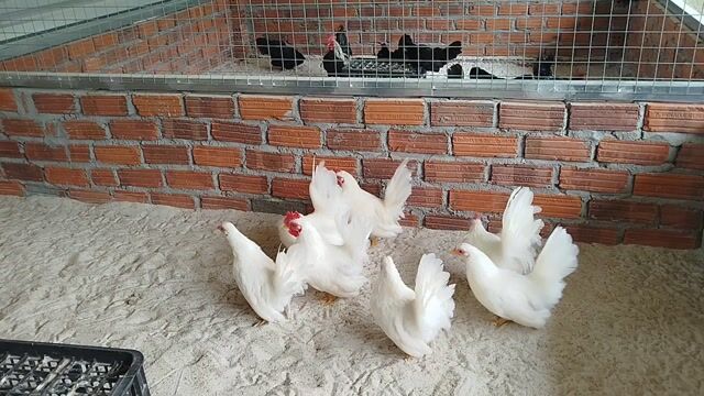 Gà tre Thái Đen, trắng, vàng. Mua bán Gà tại Quận Cẩm Lệ Đà Nẵng được đăng bởi Trương Hiền  hình 1