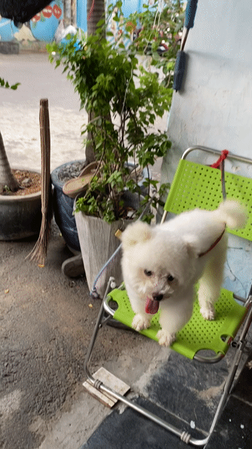 Chó Bichon đực trắng 11 tháng 2.8kg. Mua bán Chó tại Quận 6 Tp Hồ Chí Minh được đăng bởi Bối bối hình 1