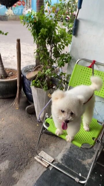 Chó Bichon đực trắng 11 tháng 2.8kg. Mua bán Chó tại Quận 6 Tp Hồ Chí Minh được đăng bởi Bối bối hình 1