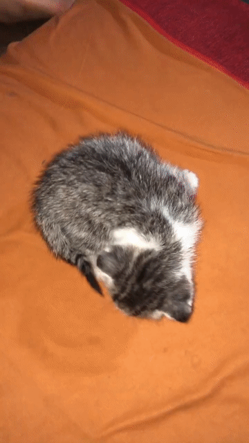 Mèo Anh lông ngắn Silver Tabby. Mua bán Mèo tại Thành phố Buôn Ma Thuột Đắk Lắk được đăng bởi Quỳnh Trân hình 1