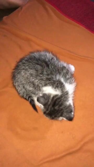 Mèo Anh lông ngắn Silver Tabby. Mua bán Mèo tại Thành phố Buôn Ma Thuột Đắk Lắk được đăng bởi Quỳnh Trân hình 1