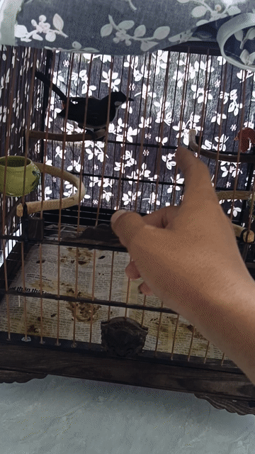 Chim chào mào thuần 70% sổ giọng. Mua bán Chim tại Quận Ngũ Hành Sơn Đà Nẵng được đăng bởi Lý Văn Minh hình 1