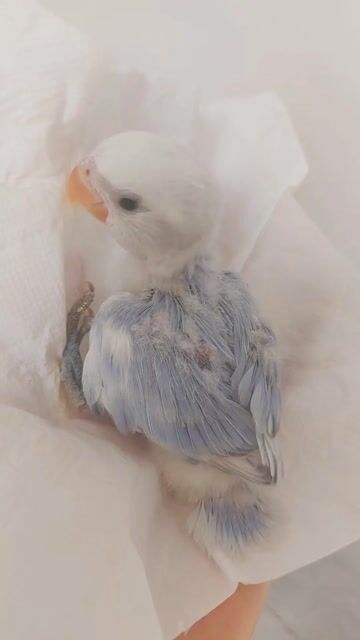 Vẹt Lovebird Pied tím Thuần dạn. Mua bán Chim tại Quận 12 Tp Hồ Chí Minh được đăng bởi Nguyễn Thị Diễm Hương hình 1