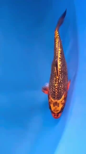 Cá chép KOI Mukashi Nhật Bản 18cm màu đồng kim. Mua bán Thú cưng khác tại Quận 12 Tp Hồ Chí Minh được đăng bởi Gin Koi Farm hình 1