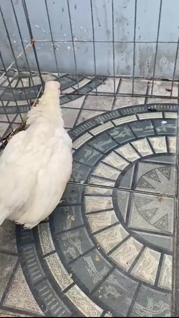 Gà mái Trắng 4.5kg Cái. Mua bán Gà tại Huyện Củ Chi Tp Hồ Chí Minh được đăng bởi Võ Minh Được hình 1