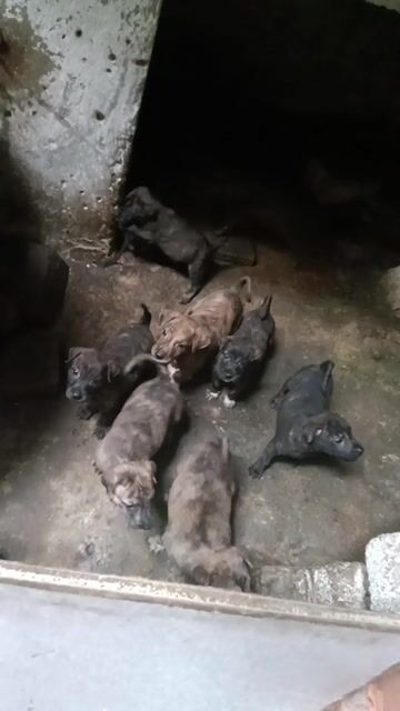 Chó Phú Quốc lai 3 tháng Thanh Hóa. Mua bán Chó tại Thành phố Thanh Hóa Thanh Hóa được đăng bởi thắng hình 1